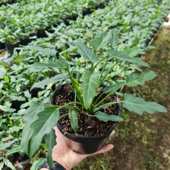 CÂY TRẦU BÀ CHÂN VỊT, (cao 15cm), cây phong thủy hút tài lộc để bàn mini GIÁ RẺ, lọc không khí, Cây Tươi Nguyên CTN0560