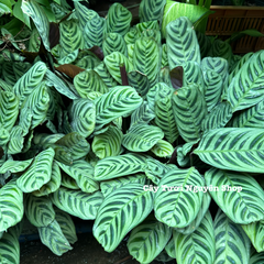 CÂY ĐUÔI CÔNG XƯƠNG CÁ XANH CHẬU LỚN Calathea burle-marxii ,(cao 20cm), cây cảnh Trong nhà, kiểng lá decor Văn phòng đẹp, GIÁ RẺ, lọc không khí, Cây Tươi Nguyên CTN1553