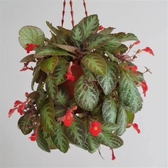CÂY GẤM HẢI ĐƯỜNG, (cao 20cm), cây phong thủy hút tài lộc để bàn mini GIÁ RẺ, lọc không khí, Cây Tươi Nguyên CTN0230