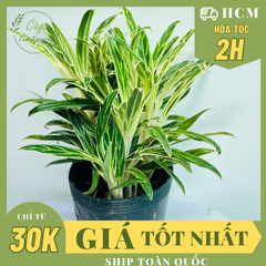 CÂY GIỮ TIỀN VÀNG ,(cao 25cm), cây cảnh Trong nhà, kiểng lá mini để bàn Văn phòng đẹp, GIÁ RẺ, lọc không khí, Cây Tươi Nguyên CTN1558