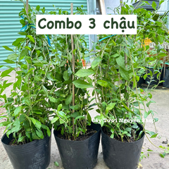 [COMBO GIÁ RẺ] CÂY CÚC TẦN ẤN ĐỘ CHẬU LỚN, (dài 50-70cm), 5-7 GỐC thân rũ che mát, cây cảnh Trong nhà, GIÁ RẺ, lọc không khí, Cây Tươi Nguyên CTN1528