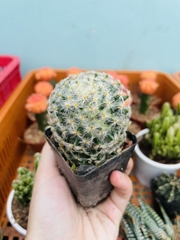 CÂY XƯƠNG RỒNG MINI ĐỒNG GIÁ, Size bé 3~5cm, NHIỀU LOẠI cây trang trí bàn, lọc không khí, dễ trồng, Cây Tươi Nguyên