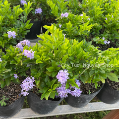 CÂY HOA CHUỖI NGỌC THÁI TÍM ,(cao 20cm), Hoa giống cảnh sân vườn, ban công, dễ trồng GIÁ RẺ, nở quanh năm, Cây Tươi Nguyên CTN1170