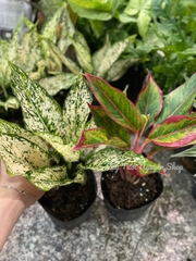 [GIÁ TỐT] COMBO 2 CHẬU (NGỌC NGÂN + PHÚ QUÝ) Chậu 1 thân, (cao 20cm), cây cảnh Trong nhà, kiểng lá mini để bàn Văn phòng đẹp, hợp Phong thuỷ, GIÁ RẺ, lọc không khí, Cây Tươi Nguyên CTN1340
