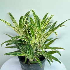 CÂY GIỮ TIỀN VÀNG ,(cao 25cm), cây cảnh Trong nhà, kiểng lá mini để bàn Văn phòng đẹp, GIÁ RẺ, lọc không khí, Cây Tươi Nguyên CTN1558