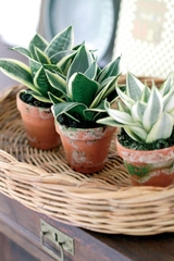 CÂY LƯỠI HỔ BÚP SEN, (cao 10cm), Màu Xanh, cây cảnh Trong nhà, kiểng lá mini để bàn Văn phòng đẹp, GIÁ RẺ, Cây Tươi Nguyên