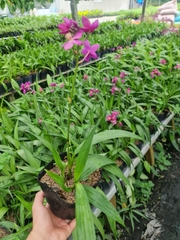 CÂY HOA ĐỊA LAN TÍM ,(cao 15cm), Cây cảnh, dễ trồng GIÁ RẺ, nở quanh năm, Cây Tươi Nguyên CTN0590