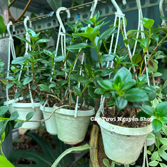 [CHẬU TREO] CÂY CÁ VÀNG, (cao 10cm), cây cảnh Trong nhà, kiểng lá mini để bàn Văn phòng đẹp, GIÁ RẺ, lọc không khí, Cây Tươi Nguyên