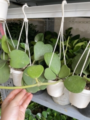 CÂY CẨM CÙ LÁ TIM Size MINI, (cao 10cm), Cây cảnh, dễ trồng GIÁ RẺ, nở quanh năm, Cây Tươi Nguyên CTN0960