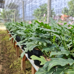 CÂY TRẦU BÀ CHÂN VỊT, (cao 15cm), cây phong thủy hút tài lộc để bàn mini GIÁ RẺ, lọc không khí, Cây Tươi Nguyên CTN0560