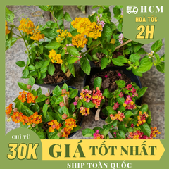 [CHỈ GIAO HCM] CÂY HOA NGŨ SẮC NHIỀU MÀU, (cao 15cm), Cây cảnh, dễ trồng GIÁ RẺ, nở quanh năm, Cây Tươi Nguyên CTN0870