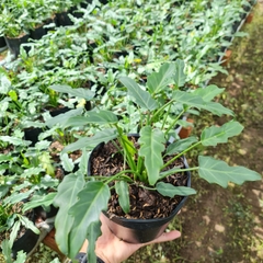 CÂY TRẦU BÀ CHÂN VỊT, (cao 15cm), cây phong thủy hút tài lộc để bàn mini GIÁ RẺ, lọc không khí, Cây Tươi Nguyên CTN0560