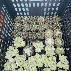 CÂY XƯƠNG RỒNG MINI ĐỒNG GIÁ, Size bé 3~5cm, NHIỀU LOẠI cây trang trí bàn, lọc không khí, dễ trồng, Cây Tươi Nguyên