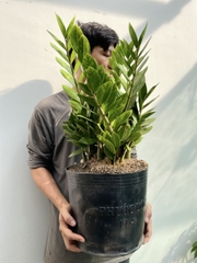 [CHỈ GIAO HCM] CÂY KIM TIỀN SIZE LỚN ,(cao 50cm), cây cảnh Trong nhà, kiểng lá decor, GIÁ RẺ, lọc không khí, Cây Tươi
