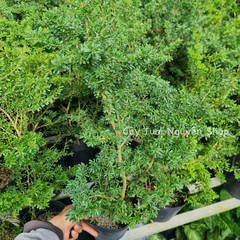 CÂY LINH SAM 86 HOA TÍM NHỎ (1 gốc thô), (cao 20-40cm), cây cảnh trồng sân vườn, làm bonsai tiểu cảnh, dễ trồng GIÁ RẺ, lọc không khí, Cây Tươi Nguyên CTN1270