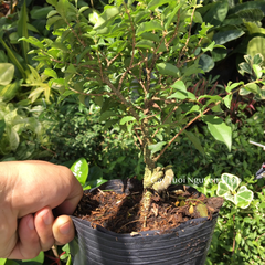 CÂY HỒNG NGỌC MAI BONSAI (1 gốc bonsai), (cao 20cm), cây cảnh trồng sân vườn, làm bonsai tiểu cảnh, dễ trồng GIÁ RẺ, lọc không khí, Cây Tươi Nguyên