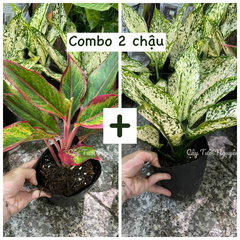 [GIÁ TỐT] COMBO 2 CHẬU (NGỌC NGÂN + PHÚ QUÝ) Chậu 1 thân, (cao 20cm), cây cảnh Trong nhà, kiểng lá mini để bàn Văn phòng đẹp, hợp Phong thuỷ, GIÁ RẺ, lọc không khí, Cây Tươi Nguyên CTN1340