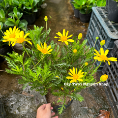 [CHỈ GIAO HCM] CÂY HOA CÚC THÂN GỖ VÀNG (cao 25cm), cây trồng chậu nhựa phát triển ổn định, hoa nở quanh năm, Cây Tươi Nguyên