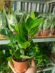 CÂY KIM TIỀN MINI Size mini, (cao 25cm), cây phong thủy hút tài lộc để bàn mini GIÁ RẺ, lọc không khí, Cây Tươi Nguyên CTN0240