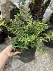 CÂY HỒNG NGỌC MAI BONSAI (1 gốc bonsai), (cao 20cm), cây cảnh trồng sân vườn, làm bonsai tiểu cảnh, dễ trồng GIÁ RẺ, lọc không khí, Cây Tươi Nguyên