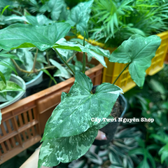CÂY SYNGONIUM ALBO VAR, (cao 15cm), cây cảnh trong nhà, kiểng lá mini để bàn, văn phòng đẹp, GIÁ RẺ, lọc không khí, Cây Tươi Nguyên CTN1523