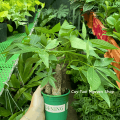 CÂY KIM NGÂN 3 GỐC, (cao 20cm), cây cảnh Trong nhà, kiểng lá mini để bàn dễ chăm, GIÁ RẺ, lọc không khí, Cây Tươi Nguyên