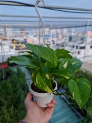 CÂY TRẦU BÀ XANH GIỎ TREO Size Mini, (cao 10cm), cây phong thủy hút tài lộc để bàn mini GIÁ RẺ, lọc không khí, Cây Tươi Nguyên CTN1070