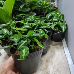 [Mua 2 giảm 15K ship] CÂY TRẦU BÀ NHUNG (SỌC TRẮNG) ,(cao 25cm), cây phong thủy hút tài lộc để bàn mini GIÁ RẺ, lọc không khí, Cây Tươi Nguyên CTN0210