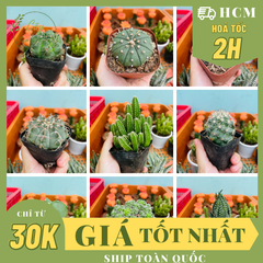 CÂY XƯƠNG RỒNG MINI ĐỒNG GIÁ, Size bé 3~5cm, NHIỀU LOẠI cây trang trí bàn, lọc không khí, dễ trồng, Cây Tươi Nguyên