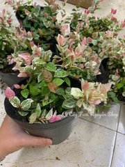 CÂY VẢY ỐC (THẰN LẰN BÒ) CẨM THẠCH, (cao 5cm), cây giống cảnh sân vườn dễ trồng GIÁ RẺ ,trang trí nhà, Cây Tươi Nguyên