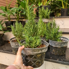 GIỐNG CÂY HƯƠNG THẢO (Rosemary), (cao 15-20cm), thuần khí hậu nóng Sài Gòn, cây hương liệu, Cây Tươi Nguyên CTN0750