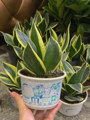 CÂY LƯỠI HỔ BÚP SEN, (cao 10cm), Màu Xanh, cây cảnh Trong nhà, kiểng lá mini để bàn Văn phòng đẹp, GIÁ RẺ, Cây Tươi Nguyên