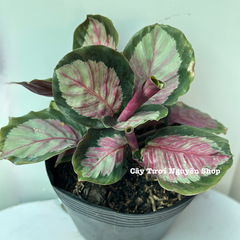 CÂY ĐUÔI CÔNG HỒNG Calathea roseopicta Rosy ,(cao 15cm), cây cảnh Trong nhà, kiểng lá mini để bàn Văn phòng đẹp, GIÁ RẺ, lọc không khí, Cây Tươi Nguyên CTN1522