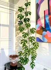 CÂY TRẦU BÀ LÁ XẺ LEO MONSTERA MINI, (cao 25cm), cây cảnh Trong nhà, kiểng lá mini để bàn đẹp, GIÁ RẺ, Cây Tươi Nguyên