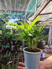 [Mua 2 giảm 15K ship] CÂY CAU TIỂU TRÂM, (cao 15cm), cây phong thủy hút tài lộc để bàn mini GIÁ RẺ, lọc không khí, Cây Tươi Nguyên CTN0010