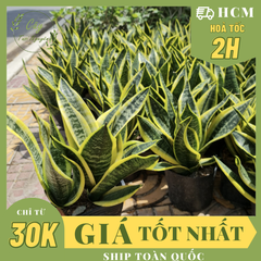 CÂY LƯỠI HỔ THÁI VIỀN VÀNG, (cao 25cm), cây phong thủy hút tài lộc để bàn mini GIÁ RẺ, lọc không khí, Cây Tươi Nguyên CTN0050