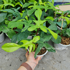CÂY ÉN XANH Philodendron Florida Green (Trầu bà cánh én), (cao 20-25cm), cây cảnh Trong nhà, kiểng lá Văn phòng đẹp, hợp Phong thuỷ, GIÁ RẺ, lọc không khí, Cây Tươi Nguyên CTN1260