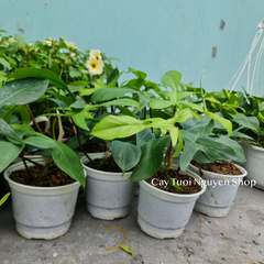 CÂY ÉN XANH Philodendron Florida Green (Trầu bà cánh én), (cao 20-25cm), cây cảnh Trong nhà, kiểng lá Văn phòng đẹp, hợp Phong thuỷ, GIÁ RẺ, lọc không khí, Cây Tươi Nguyên CTN1260