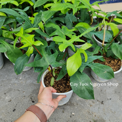 CÂY ÉN XANH Philodendron Florida Green (Trầu bà cánh én), (cao 20-25cm), cây cảnh Trong nhà, kiểng lá Văn phòng đẹp, hợp Phong thuỷ, GIÁ RẺ, lọc không khí, Cây Tươi Nguyên CTN1260