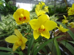 CÂY HOA ĐỊA LAN VÀNG, LAN CHU ĐINH, (cao 15cm), Cây cảnh, dễ trồng GIÁ RẺ, nở quanh năm, Cây Tươi Nguyên CTN1030