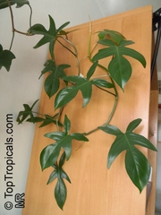 [CHỈ GIAO HOẢ TỐC] - CÂY TRẦU BÀ CÁNH ÉN CHẬU LỚN, (cao 30-40cm), cây cảnh Trong nhà, kiểng lá mini để bàn Văn phòng đẹp, GIÁ RẺ, lọc không khí, Cây Tươi Nguyên CTN1525