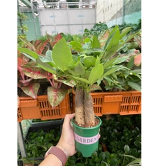 CÂY KIM NGÂN 3 GỐC, (cao 20cm), cây cảnh Trong nhà, kiểng lá mini để bàn dễ chăm, GIÁ RẺ, lọc không khí, Cây Tươi Nguyên
