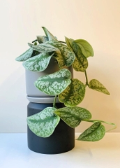 CÂY TRẦU BÀ LỤA CHẬU NHỰA Scindapsus Pictus Exotica, (cao 10cm), cây cảnh Trong nhà, kiểng mini để bàn, Cây Tươi Nguyên
