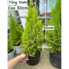 [GIAO NHANH] CÂY SƠN TÙNG SIZE L,(cao 60cm), cây Noel mini, cây Noel thật để bàn, cây Giáng sinh, Cây Tươi Nguyên