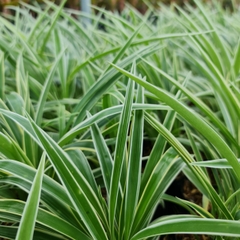 CÂY CỎ LAN CHI ,(cao 7cm), cây phong thủy hút tài lộc để bàn mini GIÁ RẺ, lọc không khí, Cây Tươi Nguyên CTN0550