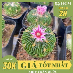 CÂY XƯƠNG RỒNG TRÚC NGỌC ,(cao 3cm), xương rồng sen đá mini để bàn, trang trí sân vườn tiểu cảnh, dễ trồng, lọc không khí, Cây Tươi Nguyên CTN1520
