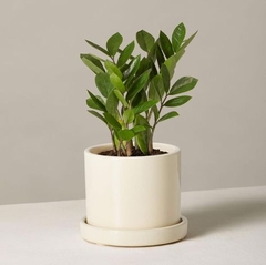 CÂY KIM TIỀN MINI Size mini, (cao 25cm), cây phong thủy hút tài lộc để bàn mini GIÁ RẺ, lọc không khí, Cây Tươi Nguyên CTN0240
