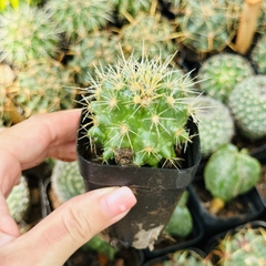 CÂY XƯƠNG RỒNG MINI ĐỒNG GIÁ, Size bé 3~5cm, NHIỀU LOẠI cây trang trí bàn, lọc không khí, dễ trồng, Cây Tươi Nguyên