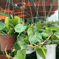 CÂY TRẦU BÀ BRASIL CHẬU TREO LỚN, cao 15cm), cây cảnh Trong nhà, kiểng lá mini để bàn đẹp, GIÁ RẺ, Cây Tươi Nguyên