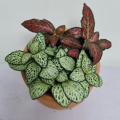 [Mua 2 giảm 15K ship] CÂY CẨM NHUNG FITTONIA (cây may mắn), (cao 5cm), cây phong thủy hút tài lộc để bàn mini GIÁ RẺ, lọc không khí, Cây Tươi Nguyên CTN0140